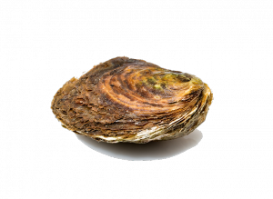 ostrica piatta i love ostrica
